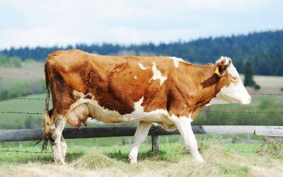 Carne Bovina: Capire cosa stiamo acquistando